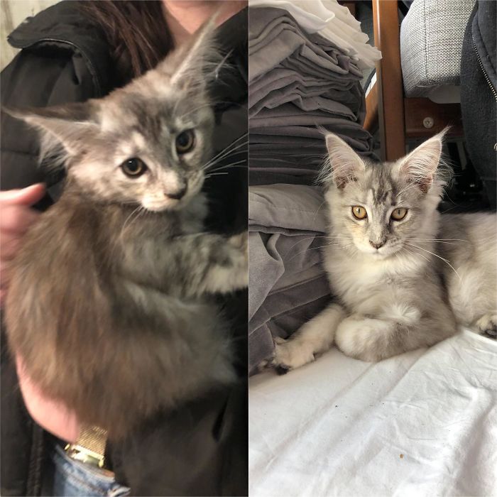 My Boyfriend And I Adopted This Beauty About A Month Ago And She Is Already Growing To Become A Fierce Lady