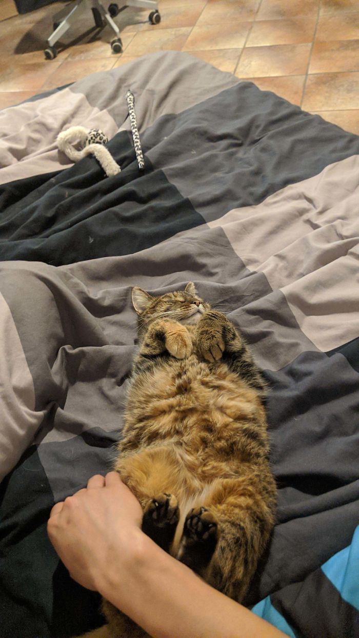 This Grumpy Lady Was Adopted By Me After Spending 4 Yrs In The Shelter Last Month.