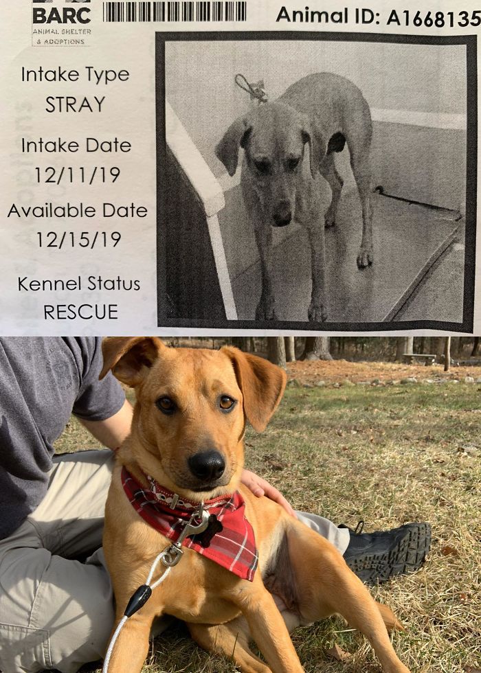 Reddit, Meet Misty! She Was Rescued From Houston, Tx In December (Too) Weighing 46lbs. Bottom Pic Is Her Today After A Hike And Some Yard Zoomies At 62lbs. It’s Been 3 Days Since Adoption And I Love Her To Death.