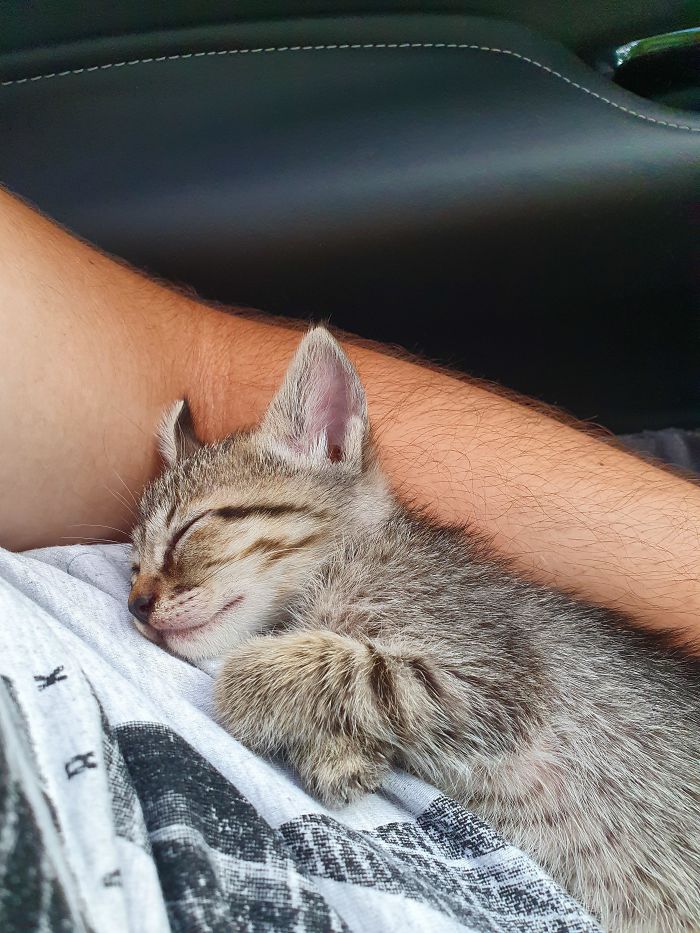 Adopted A Cat To Stay With Me In The Quarantine, She Is Safe Now