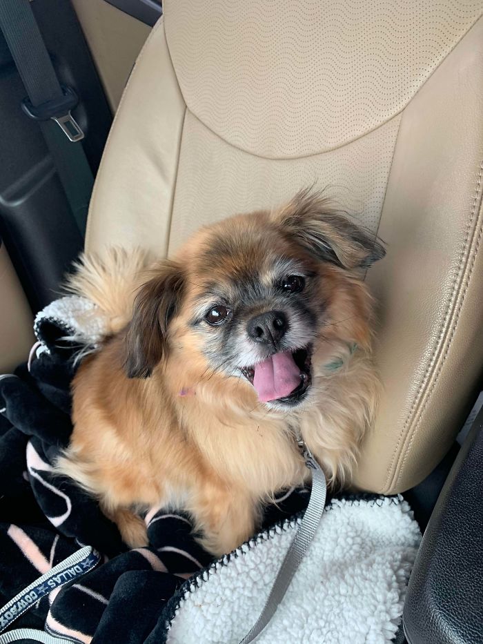 Just Picked Up Our Newest Foster Dog From The Humane Society. We Named Him Carl! He’s 11 Years Young. He’s With Us Until He Gets Adopted, We May Just Keep Him ❤️