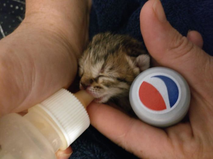 Fara Means Mouse In Arabic. Pepsi Cap For Scale. She Weighed 94 Grams When We Rescued Her.