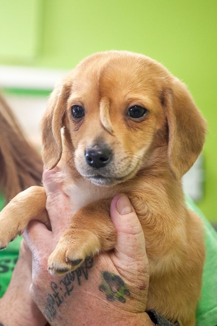 Narwhal, A Rescue Puppy With A Tail On His Head.