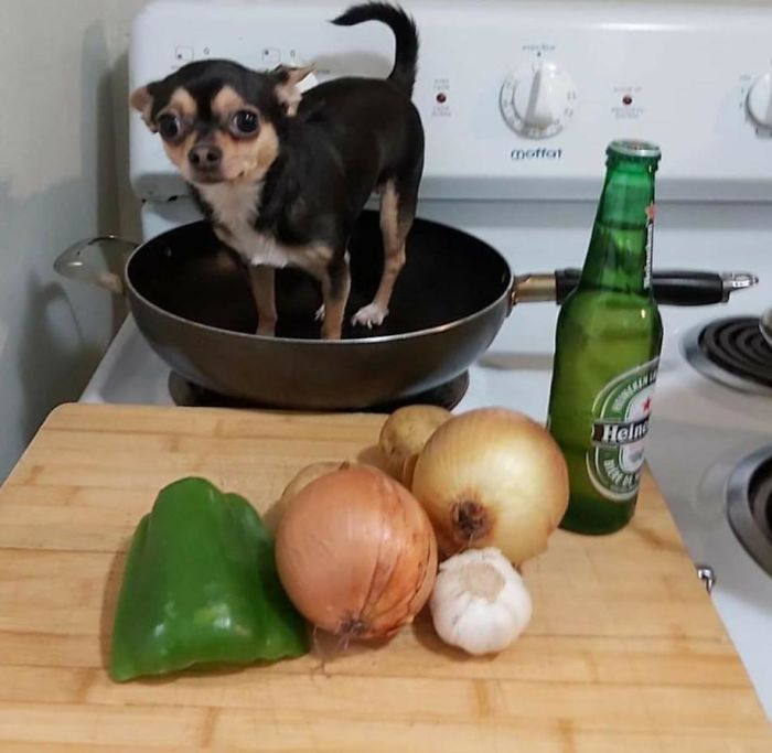 14th Day Of Quarantine. I Am Sorry Fluffy