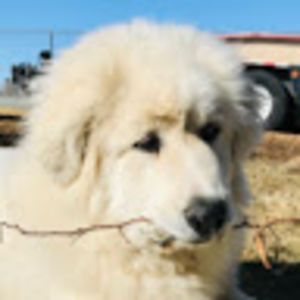 kylejohnson_1 avatar