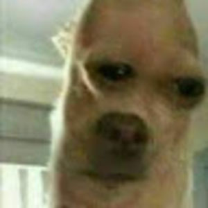 ricardocastro_1 avatar