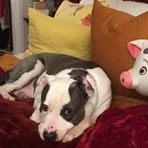 yankeeaddict2 avatar