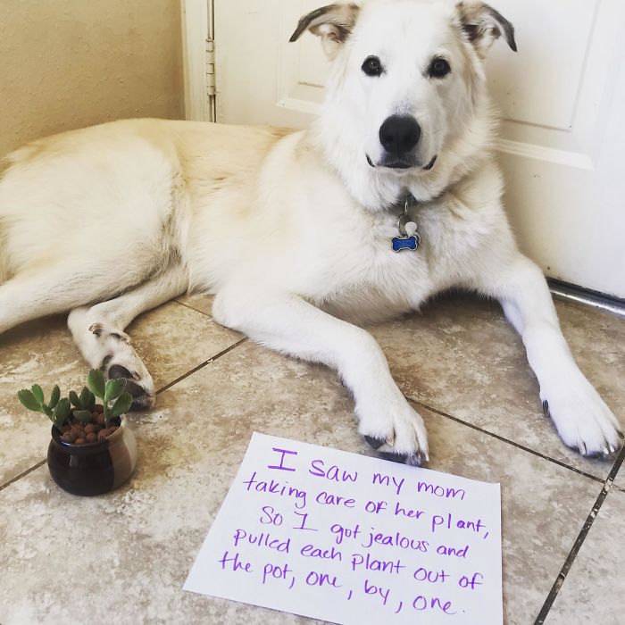 He Only Pulled The Plants Out And Left Them On The Floor To Die, The Pot And Plants Were Unharmed Otherwise