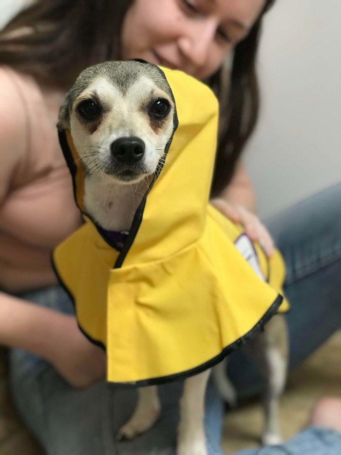 My Fiancé And I’s Recent Adoption, Penelope, Proud Of The Raincoat My Mom Gifted Her.