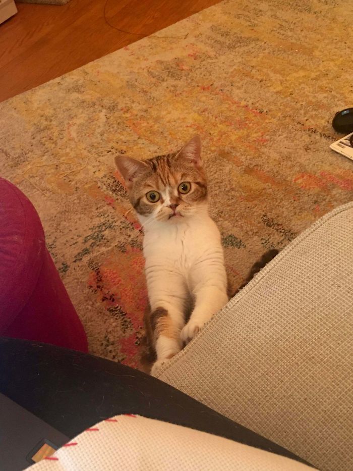 My Friend Has Adopted The Most Expressive Cat Ever. Meet Babushka!