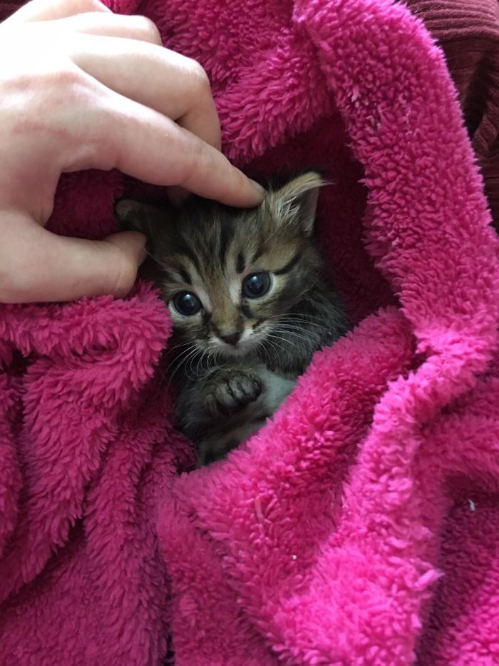 My Friend Has Adopted A Kitty, His Name Is Alvin And He Is The Cutest ♥️♥️