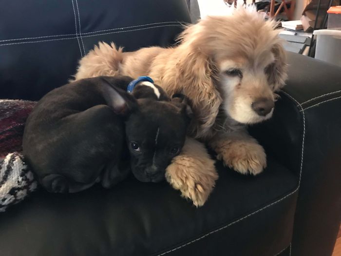 The Day My 15 Y/O Lady Decided Our New Puppy Was Alright With Her.