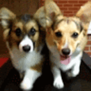 anjachristensen avatar