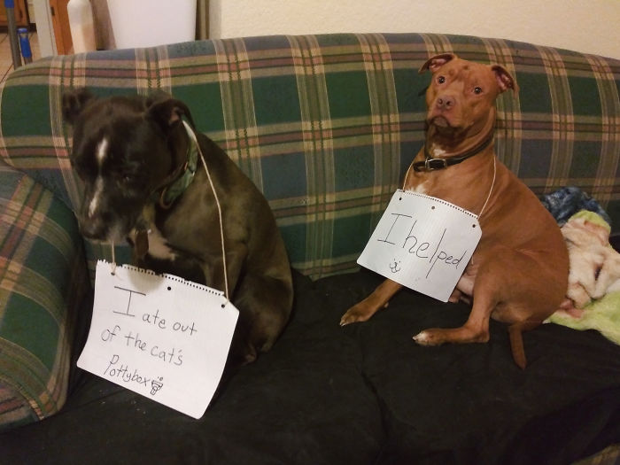 Baylee On The Left, Buddha On The Right