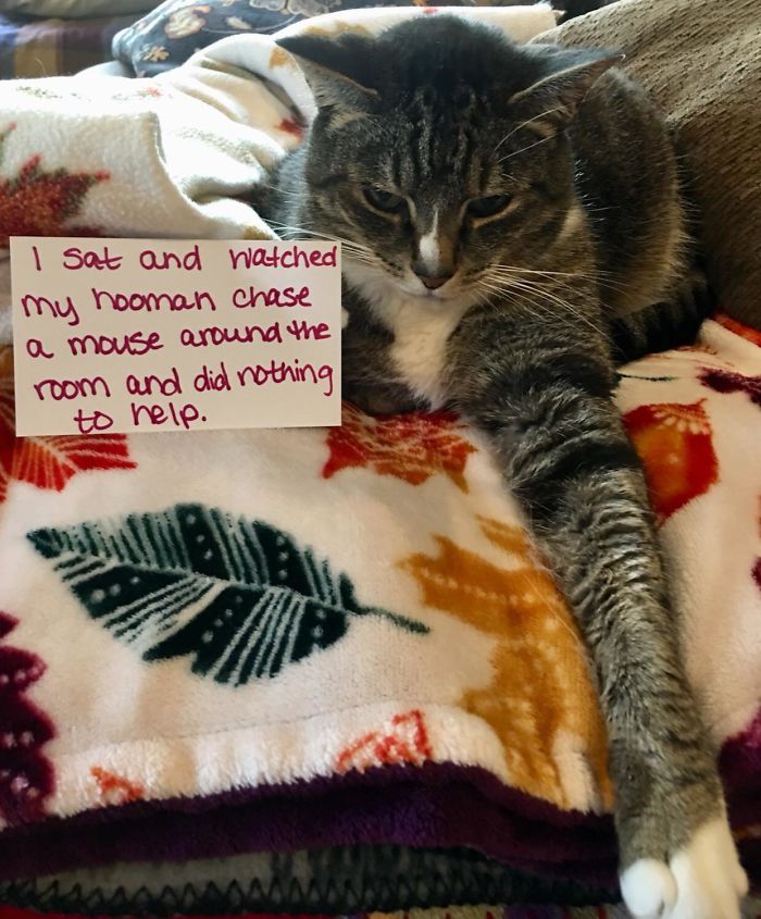 Cat Doesn’t Know How To Cat. He’s Lucky He’s Cute