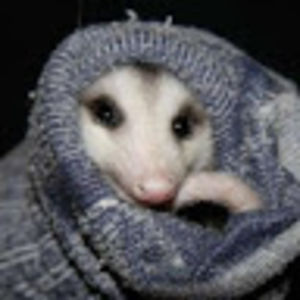theonlyplueschopossum avatar