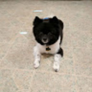 deniseghilino avatar