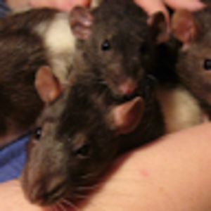 sylencecorman avatar