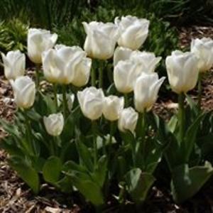 carolburrows0805 avatar