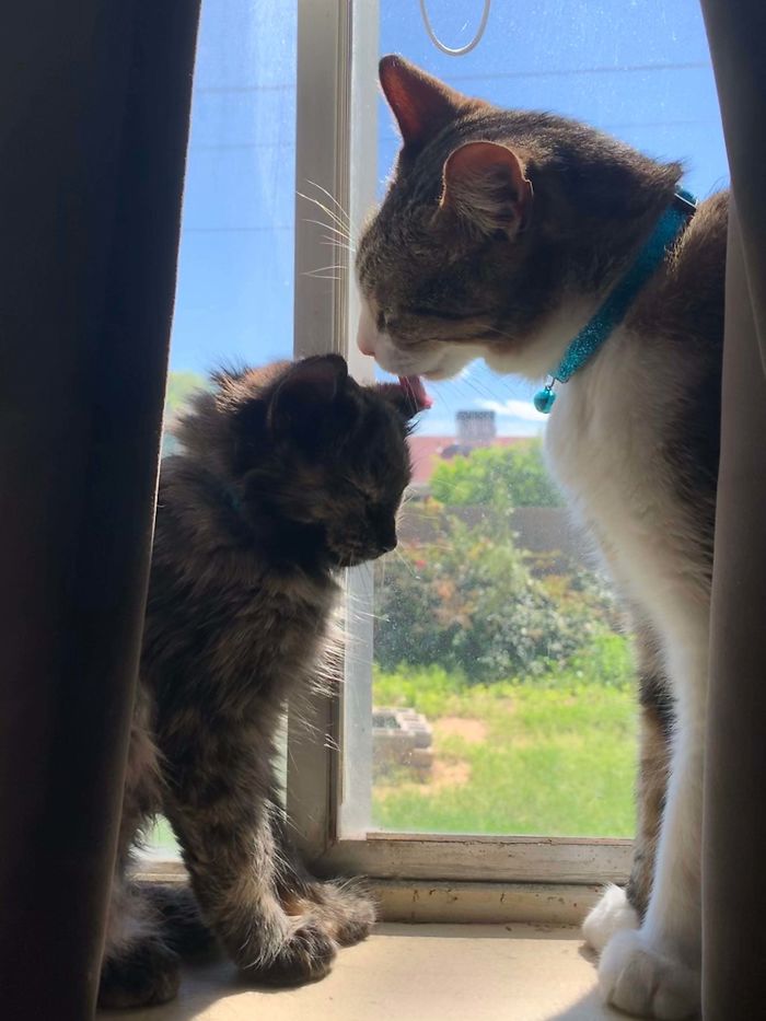 We Adopted Them, They Adopted Each Other