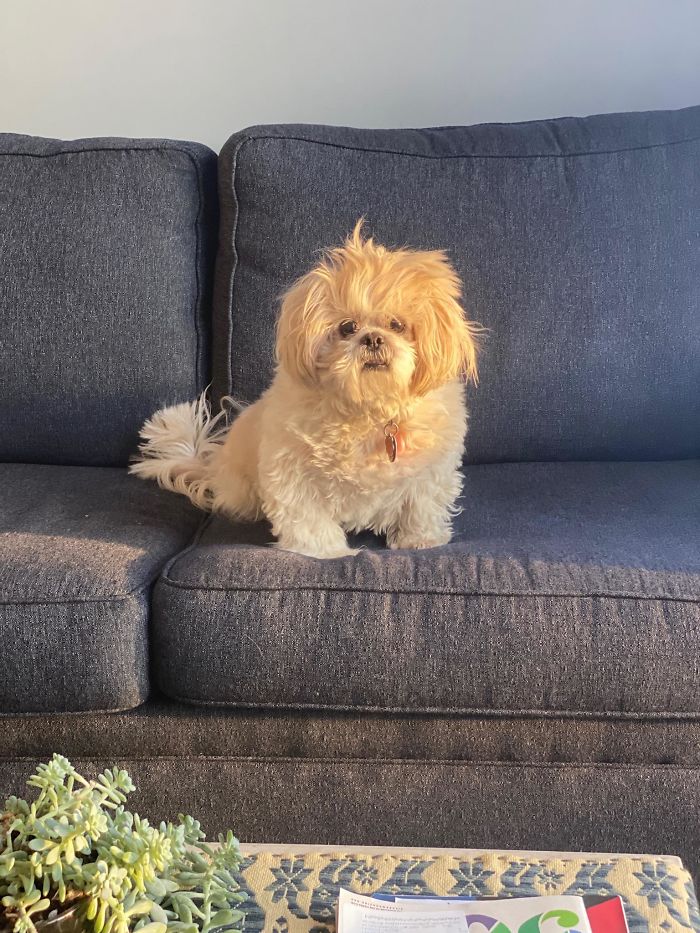 My 62 Year Old Boss Adopted My 12 Year Old Foster Dog A While Back And He Sends Me Updates Of How He’s Doing.