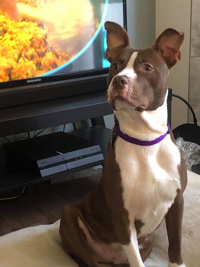 This Is Duke Silver. My Wife And I Have Wanted To Adopt A Dog For Years And Just Never Felt Like It Was The Right Time...we Adopted Him Last Saturday (The 21st). He Loves Sleeping, Playing With His New Toys, Long Walks In The Park And Is One Of The Loudest Snorers I Have Ever Met.