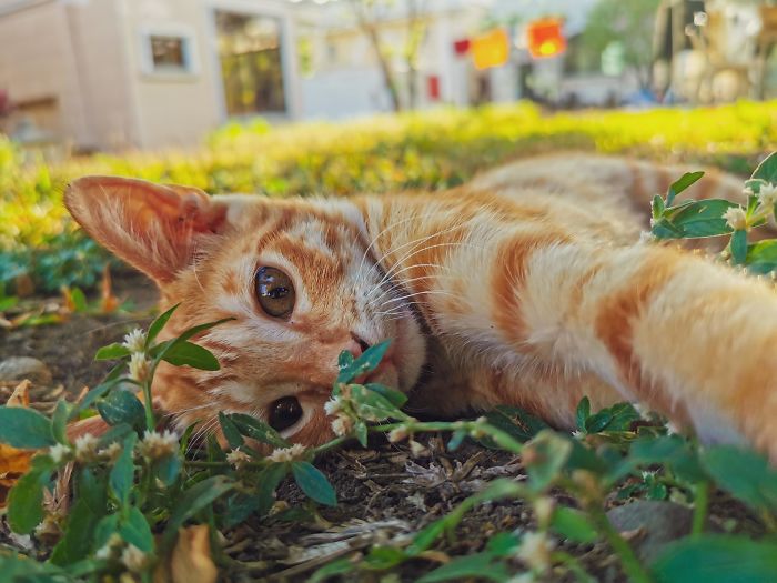 Throwback To Our First Encounter. I Decided To Adopt Him Shortly After 😸