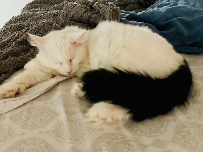 This Is Wilbur Aka “Willie”. We Just Adopted Him A Week Ago. He’s Completely White Other Than His Tail, Which Is Completely Black.