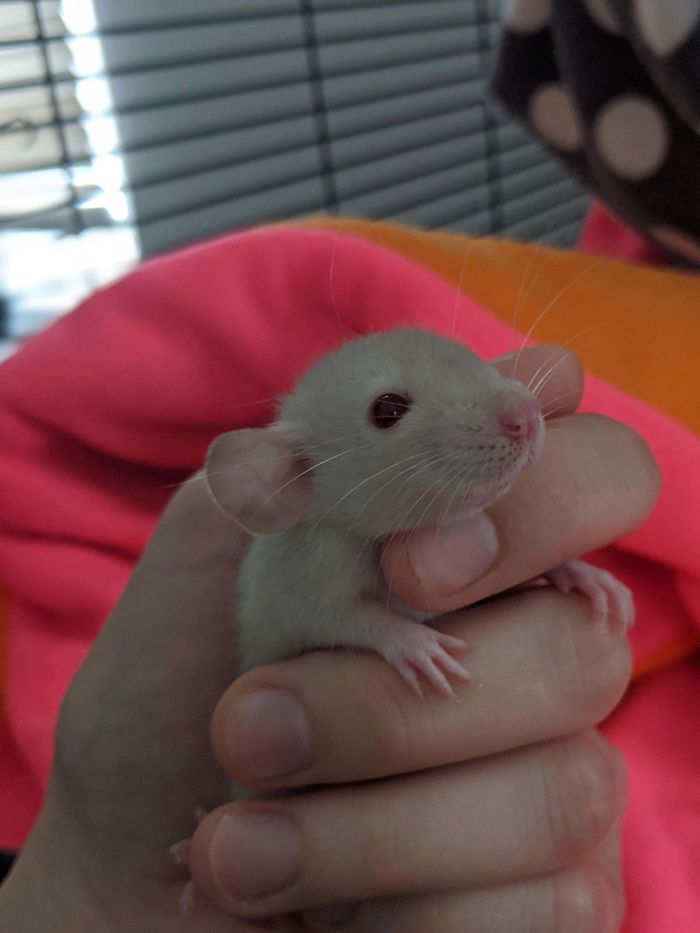 We Adopted Four New Members To Our Family Yesterday! This Is Bean