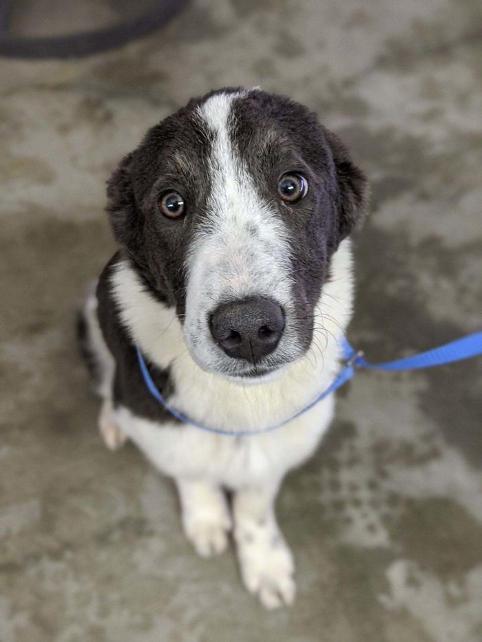 Shelters Are Lowering Or Waiving Their Adoption Fees Around Me So The Time Was Right To Pick Up This Shy Girl. Meet Adeline!