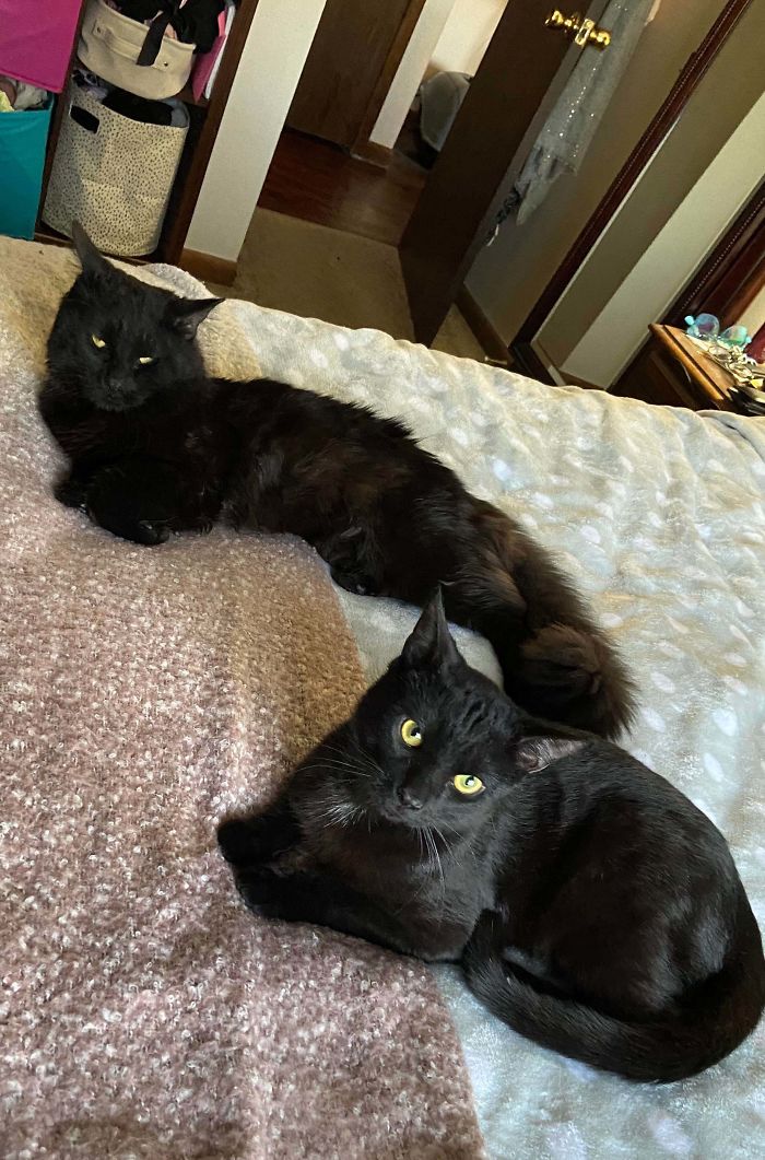 Adopted Two New Family Members Today, We’re Very Excited! Here’s Milo And Sam!