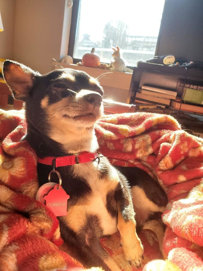 Cowboy The Day We Officially Adopted Him