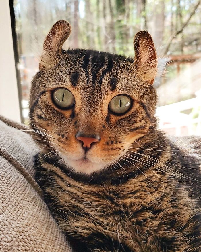 Ernest Is A Polydactyl Bengal/American Curl Hybrid. He Was Carelessly Bred By A Backyard Breeder, And Given Up To A Rescue After They Realized He Was Going To Get Chronic Ear Infections. My Fiancé And I Were Allowed To Adopt Him Because As A Nurse I Could Give Him The Care He Needs. Fully Recovered!