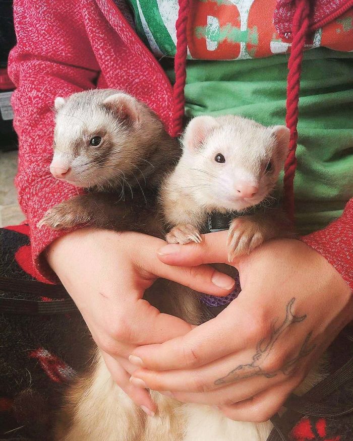 2 Of My Rescues, Left - Indica, Right - Sativa