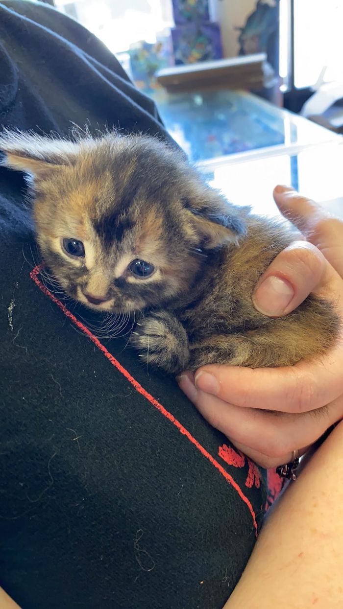 A Small Floof My Wife And I Rescued From Inside A Car