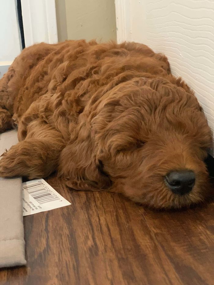 I’ve Wanted My Own Puppy For Six Years And Finally Got This Piece Of Fried Chicken