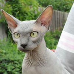 heatherboardman60 avatar