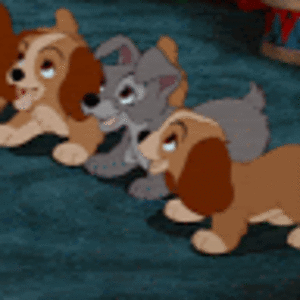 camilacarrasco avatar