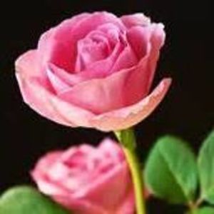 peasantqueen1 avatar