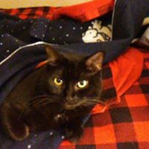 lindalredding52 avatar