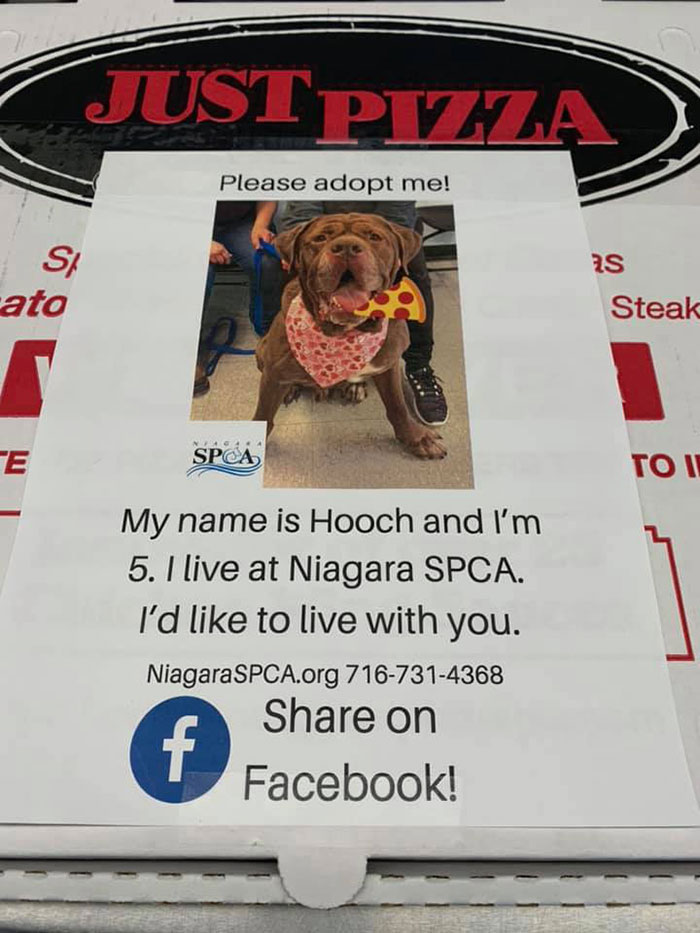 Pizza Place Helps Local Shelter Get Dogs Adopted By Putting Their Photos On Pizza Boxes Pizza Place Helps Local Shelter Get Dogs Adopted By Putting Their Photos On Pizza Boxes
