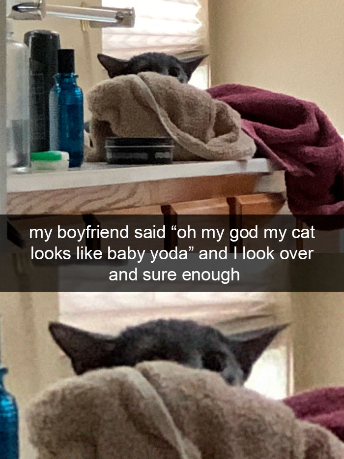 Cat-Snapchat-Funny