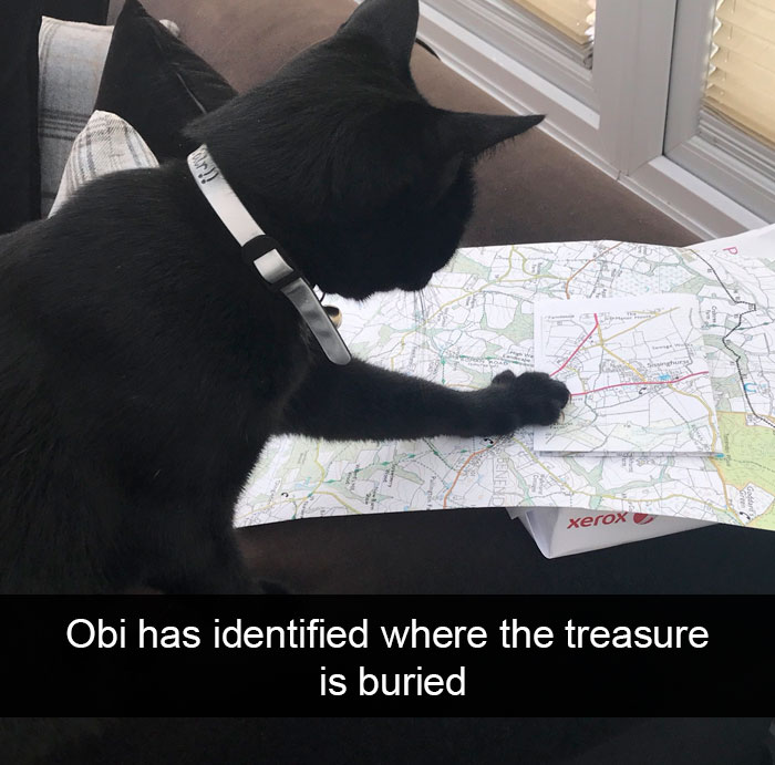 Cat-Snapchat-Funny