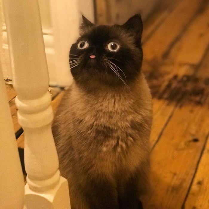 Funny-Cat-King-Of-Blep-Ikiru