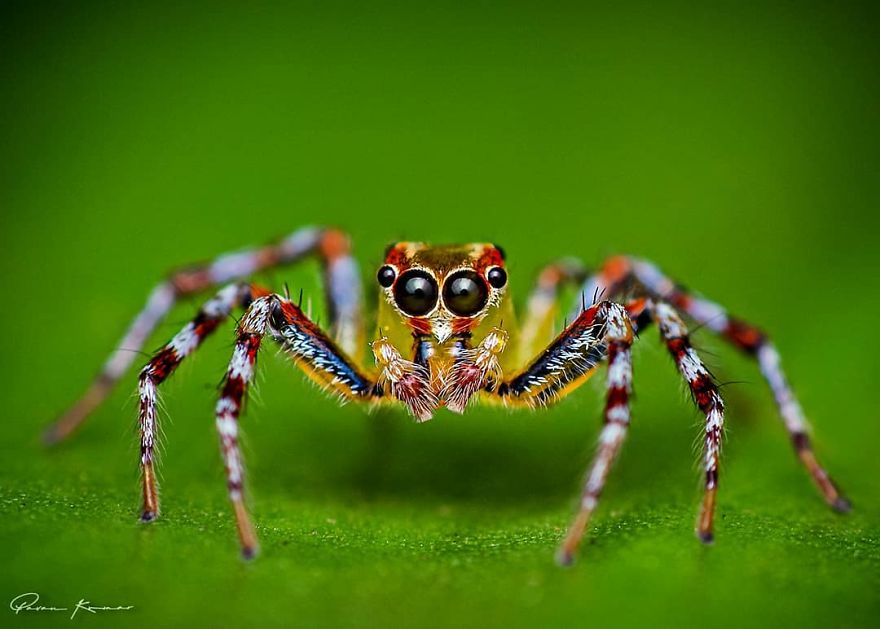 Incredible Photos Of An Indian Who Presents Insects In A Unique Way