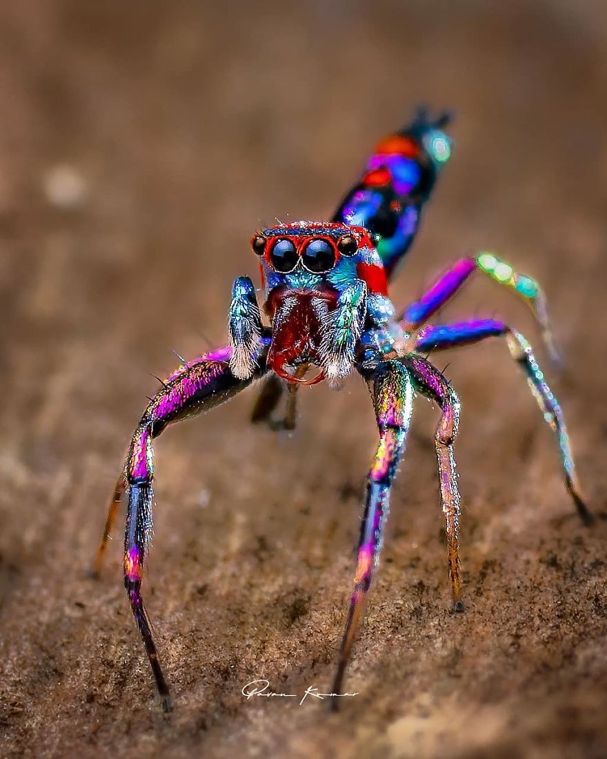 Incredible Photos Of An Indian Who Presents Insects In A Unique Way