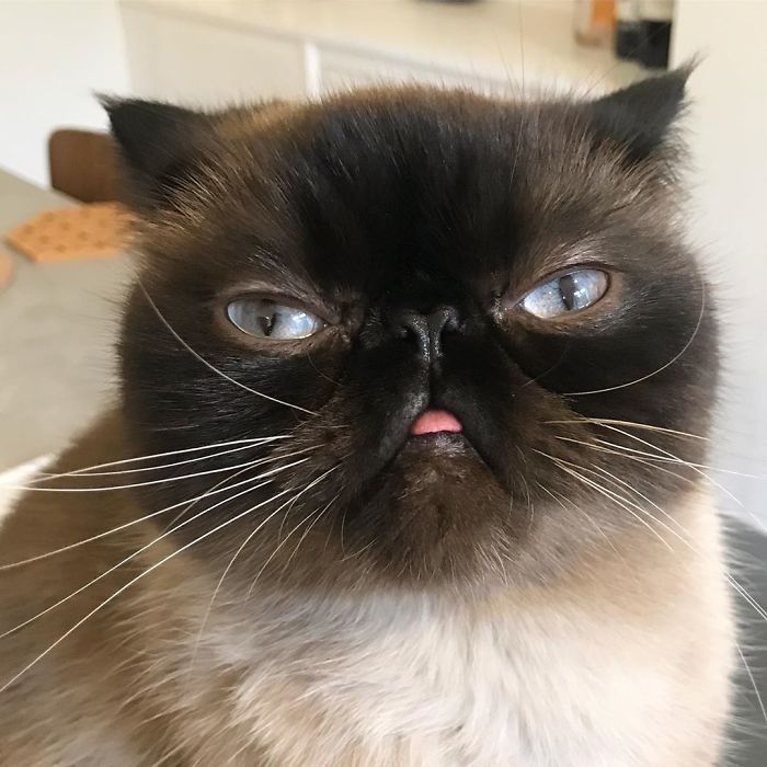 Funny-Cat-King-Of-Blep-Ikiru