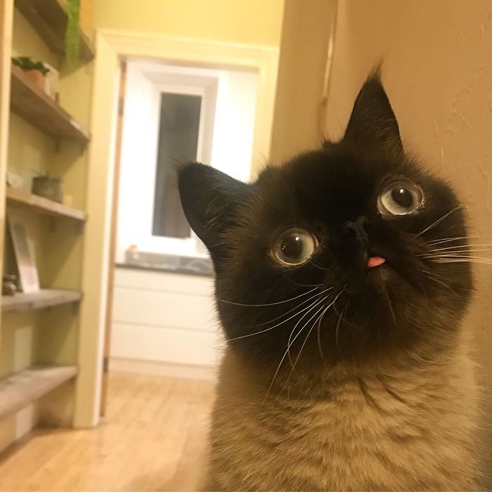 Funny-Cat-King-Of-Blep-Ikiru