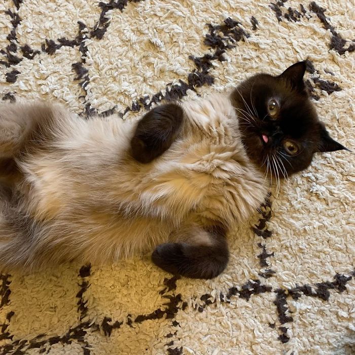 Funny-Cat-King-Of-Blep-Ikiru