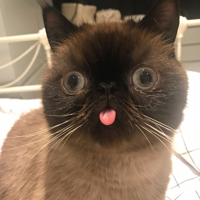 Funny-Cat-King-Of-Blep-Ikiru